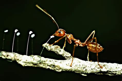 تتميز النملة بأنها ذات تماثل ، أن النمل من الحشرات الموجودة بشكل كبير في العالم، حيث تقدر أعداد النمل على كوكب الأرض بحوالي مليون مليار